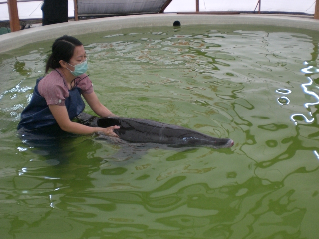 2007-0404上午-參訪台江生態文化園區與鯨豚急救站內復育海豚一景
